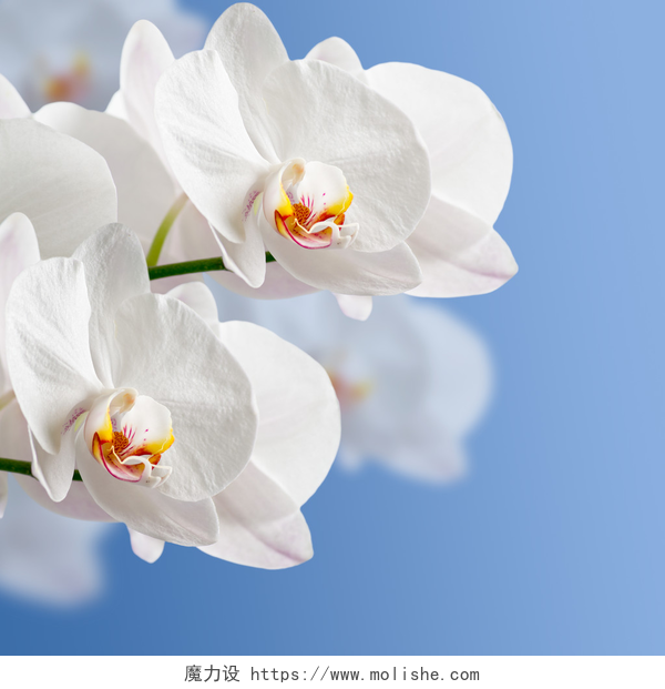 蓝色背景上的美丽白色兰花白色兰花